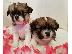 PoulaTo: Longhaired Chihuahuas Για Πώληση CKC Papered